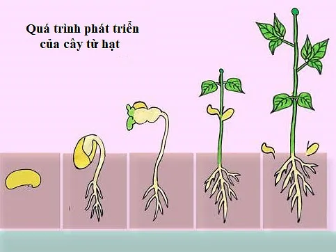 Tin học lớp 3 Bài 2: Máy tính giúp em quan sát nhiều điều kì thú