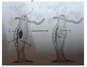 Trắc nghiệm Sinh học 11 Bài 15 (Có đáp án)