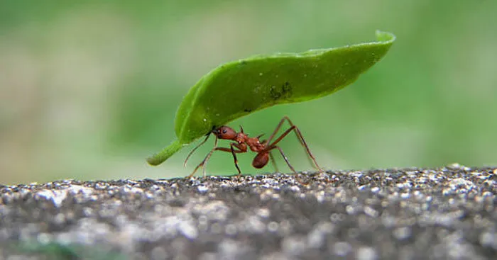 Văn mẫu lớp 7: Giải thích câu tục ngữ Có chí thì nên