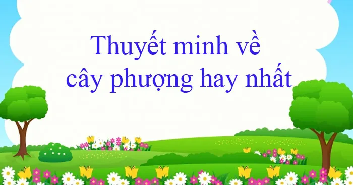 Văn mẫu lớp 9: Thuyết minh về cây phượng